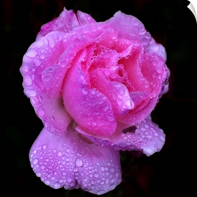 Queen Elizabeth rose after heavy rainfall.