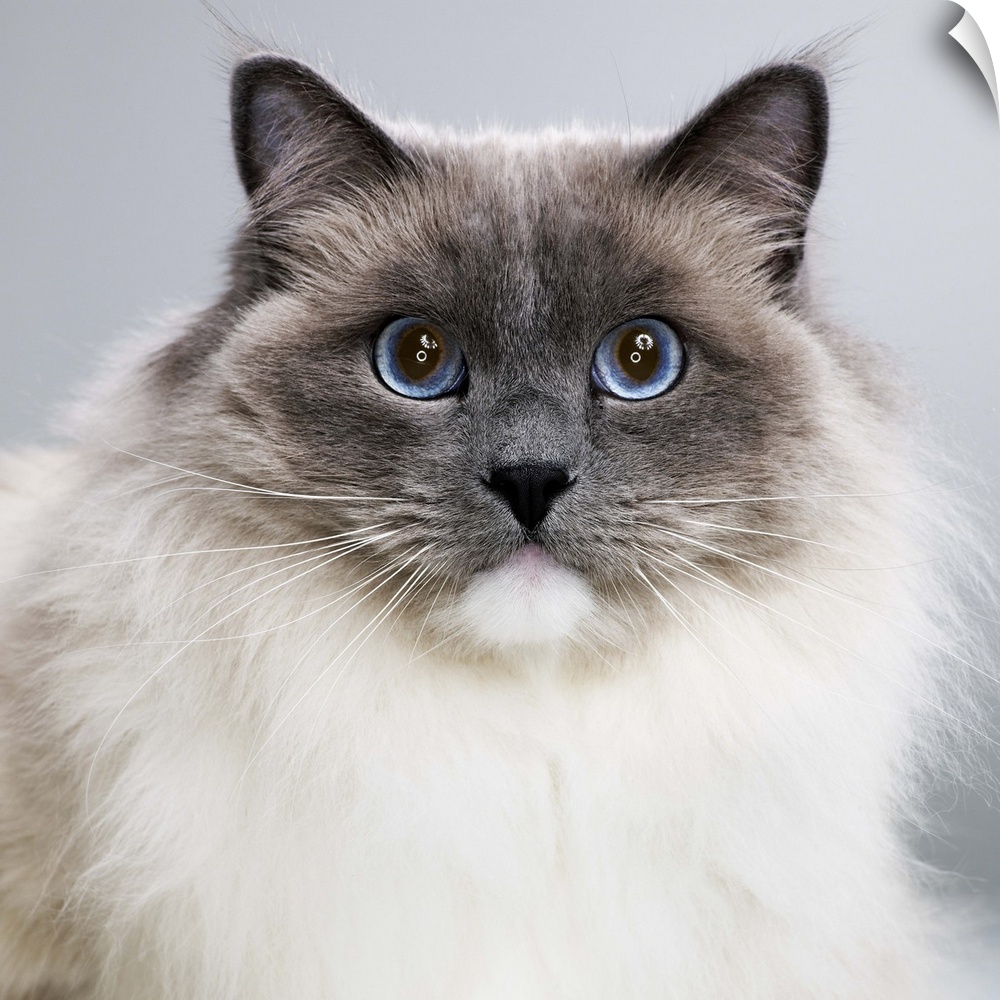 Ragdoll cat, close-up, portrait