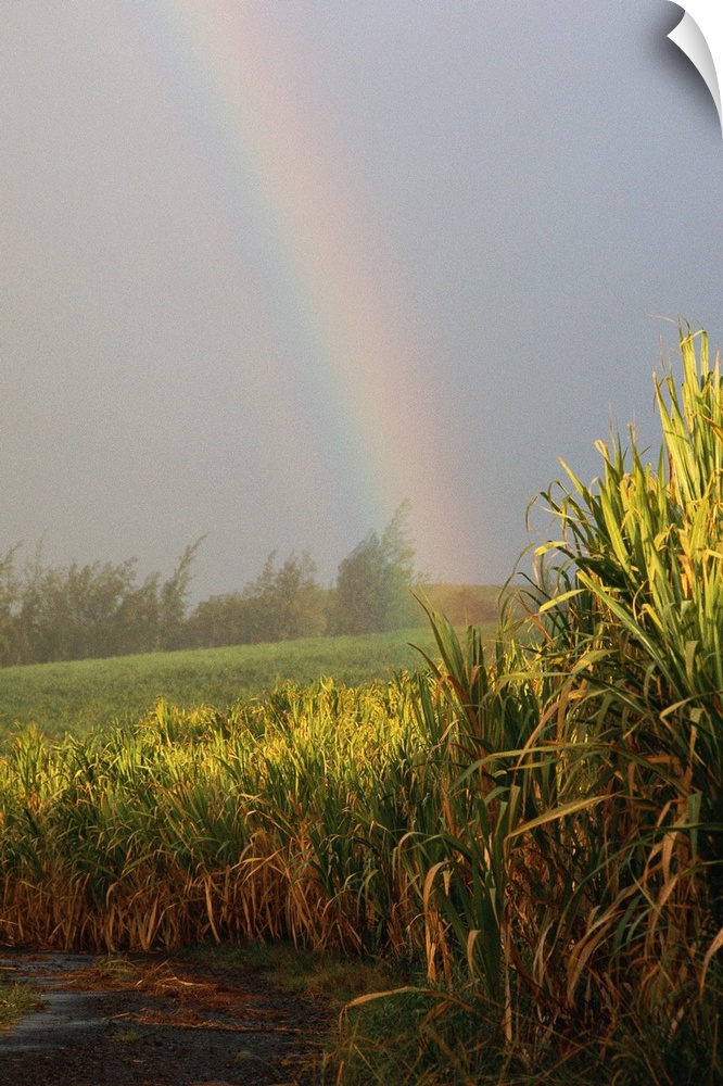 Rainbow arching into field behind stream