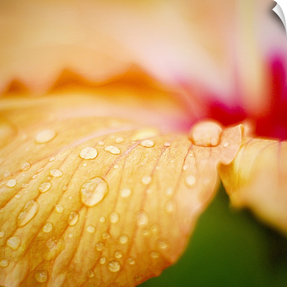 Droplets of water are photographed closely on a flower petal.