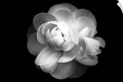 Ranunculus flower in black and white.