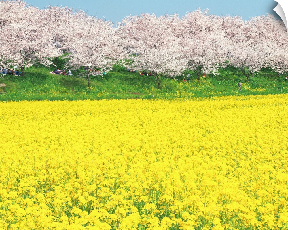Rape Blossom Field Lined With Blossoming Cherry Trees, Satte, Japan