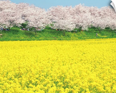 Rape Blossom Field Lined With Blossoming Cherry Trees, Satte, Japan