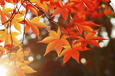 Red Autumn Maple leaves