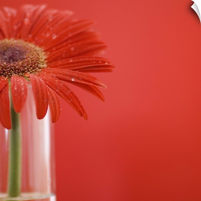 Red daisy in vase