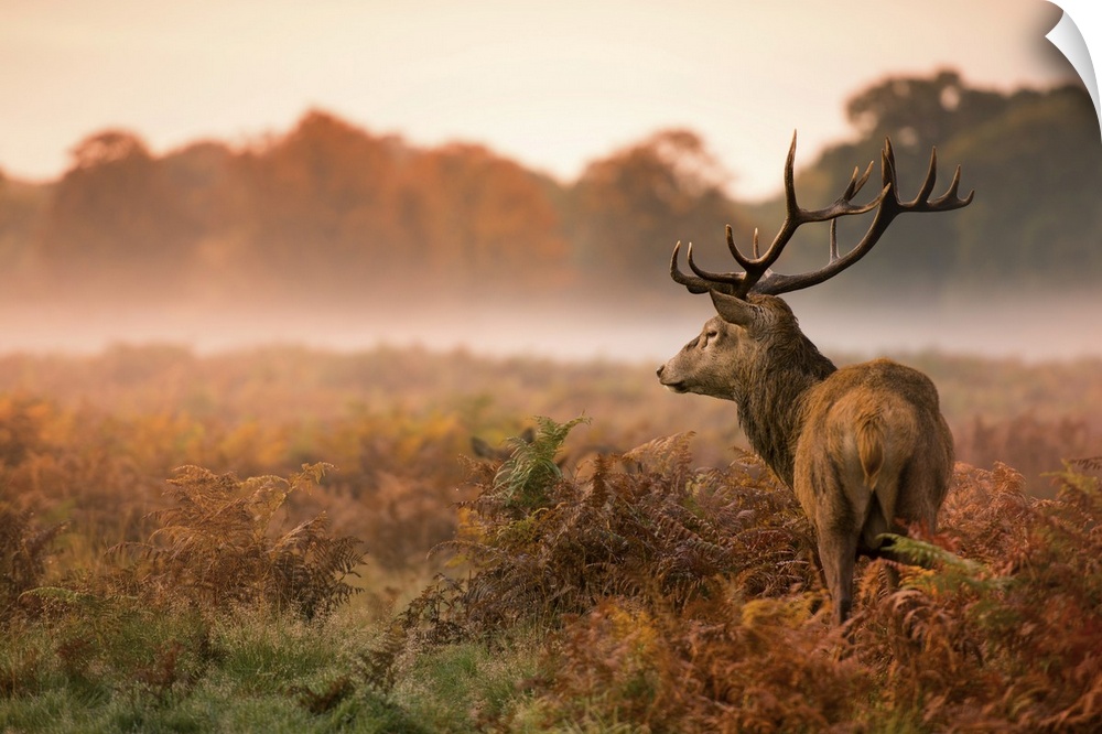 Red deer stagon a foggy autumn morning in Richmond Park.