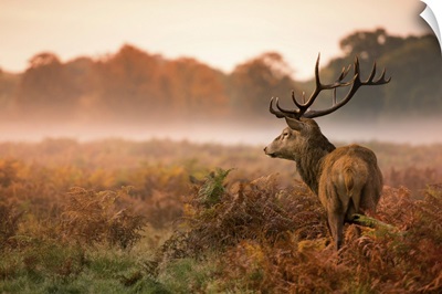 Red Deer Stag In Misty Morning