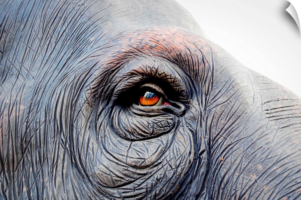 Red eye of an elephant
