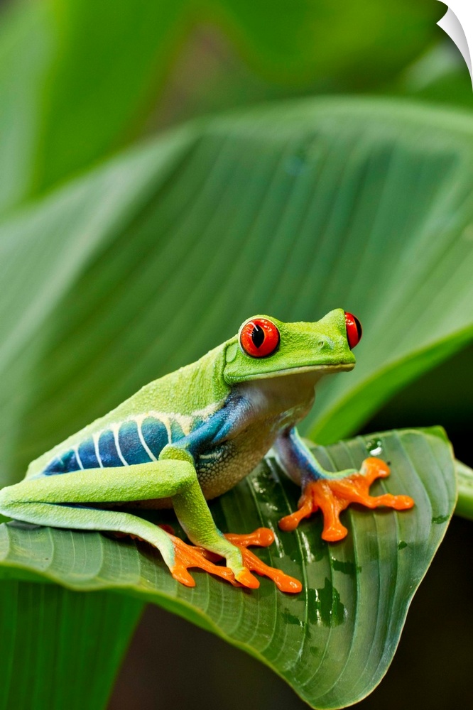 Costa Rica, Monteverde, Red-eyed Tree Frog (Agalychnis callidryas) resting on leaf (Captive)