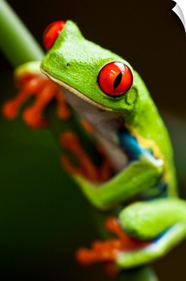 Red-Eyed Tree Frog On Stem