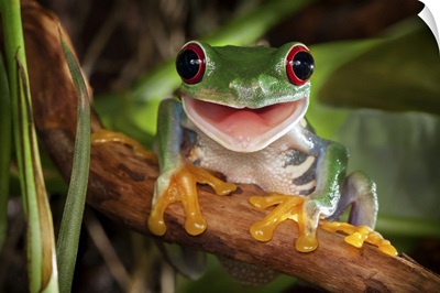 Red-Eyed Tree Frog Smile