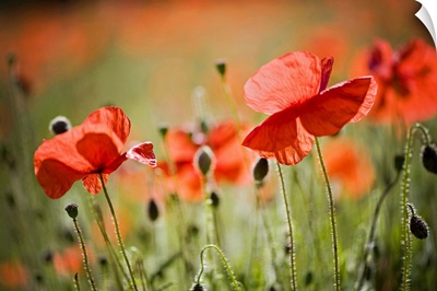 Red field poppies, Cornwall