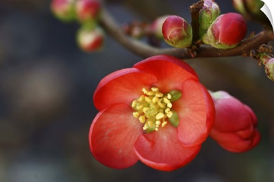 Red flowering quince.