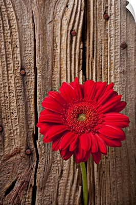 Red gerbera daisy against wooden wall