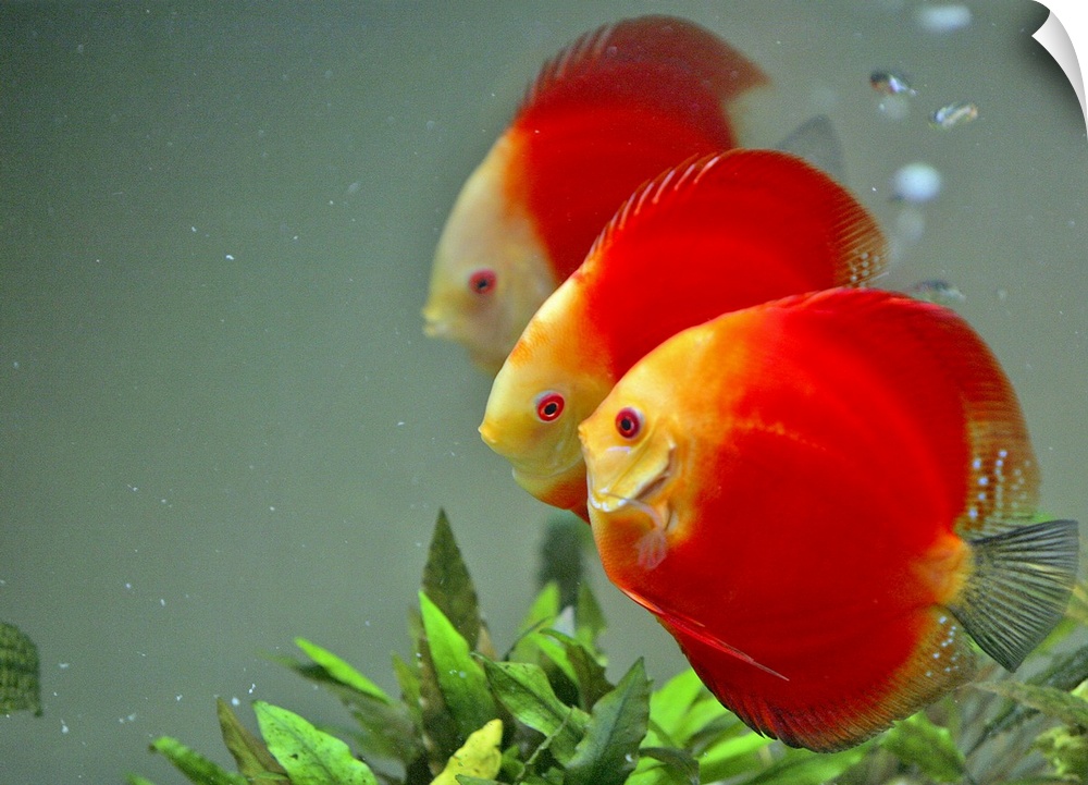 Red green, dicus, aquarium,vietnam fish, hanoi, heart fish.