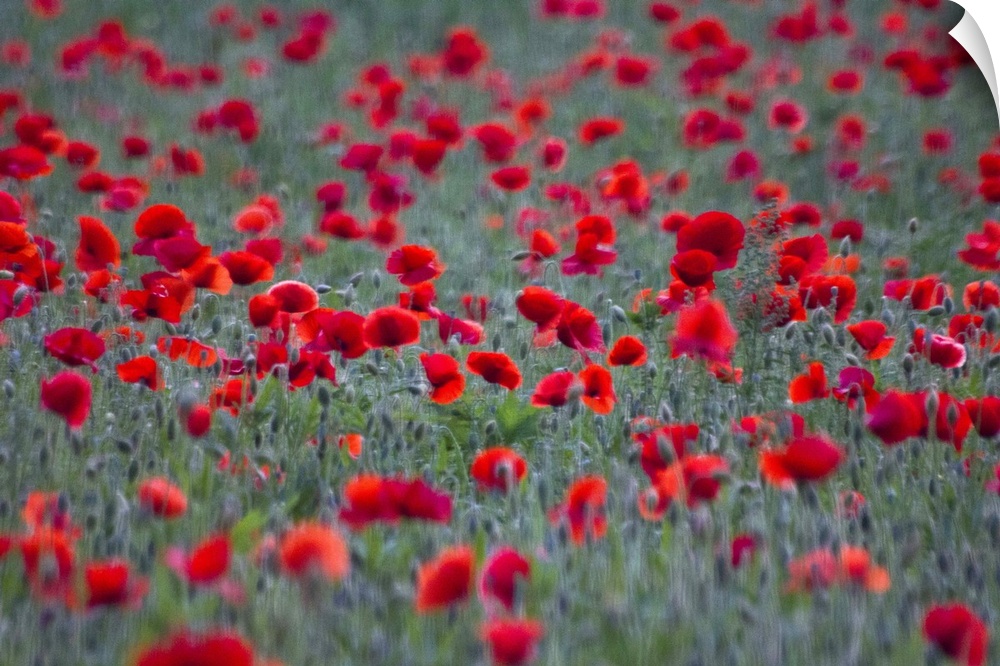 Red poppies in Olympic Park, Seoul.