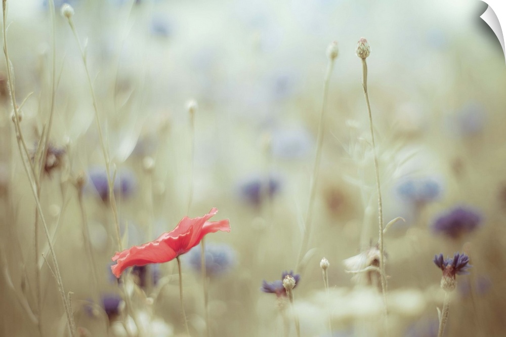 A single red poppy sits amidst a sea of blue cornflowers. A wild flower garden never looked so pretty.