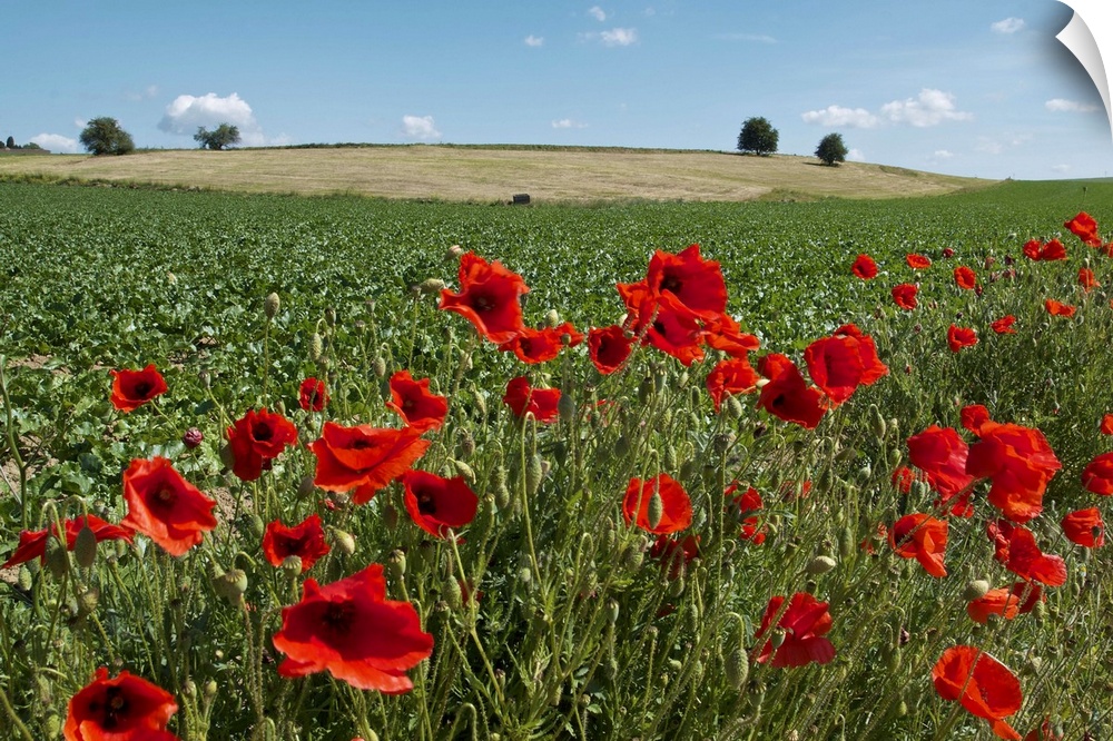 A green Belgian field colored by red poppies and a blue sky.