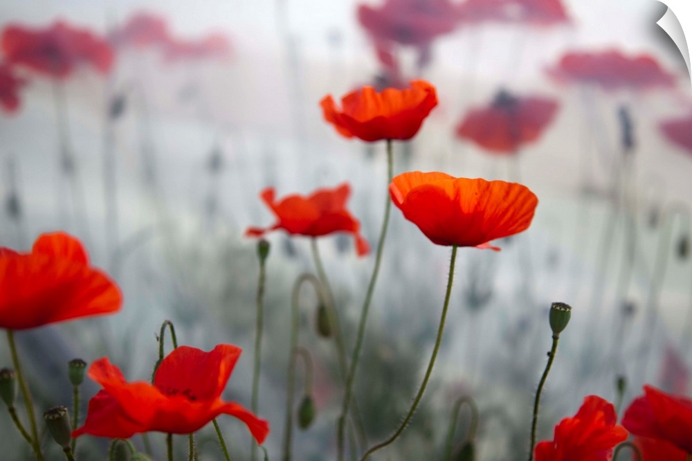 A large photograph of red flowers on thin green stems. The background is out of focus with a fog like appearance.