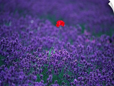 Red poppy standing in a lavender Field
