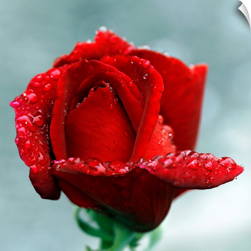 Close-up of red rose with raindrops, Tintury, Bourgogne, France.