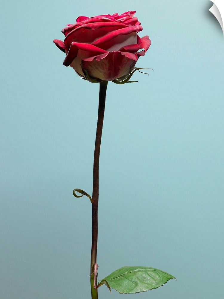 Red Rose With Long Stem