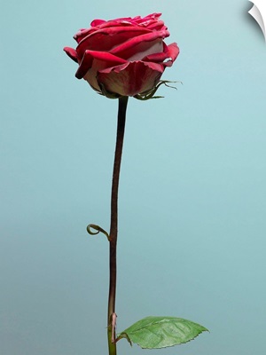 Red Rose With Long Stem