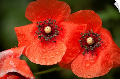 Red Shirley poppy flowers after rain