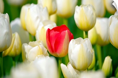 Red Tulip In A Field Of White Tulips