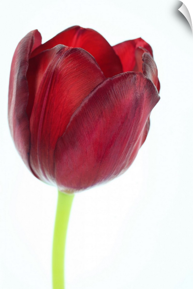 Close-up / macro of the exterior of a red tulip, it's petals and stem, on a white background. Selective focus.