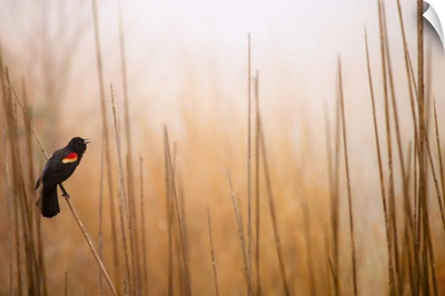 Red-winged black bird on dried reed in fog, Symrna, Delaware.
