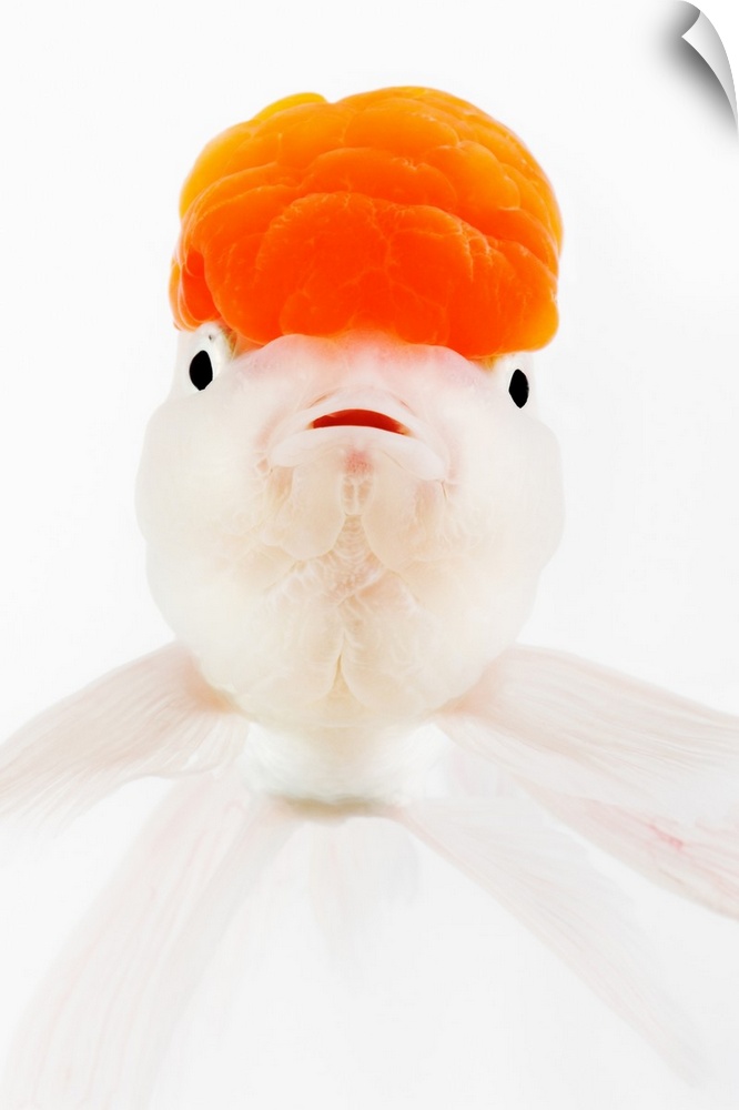 Redcap lionhead goldfish (Carassius auratus).  Hooded variety of fancy goldfish. Close up. Studio shot against white backg...