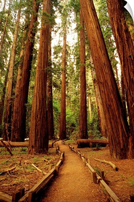 Redwoods Forest