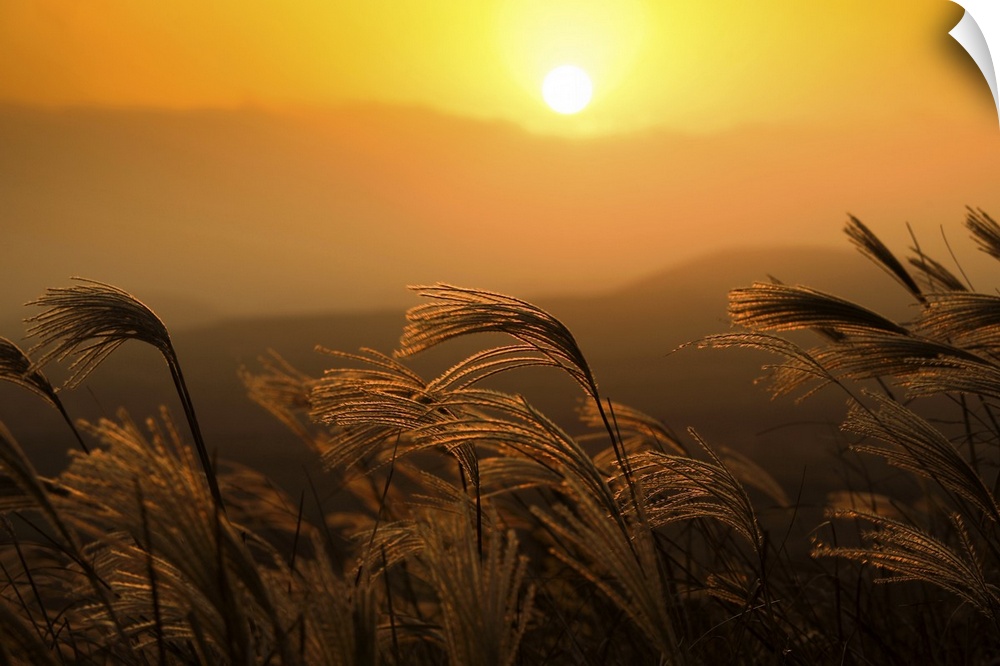 Reeds sway in wind at sunset on one of many mountains on Jeju Island, South Korea.