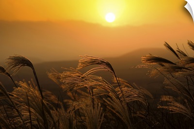 Reeds sway in wind at sunset on one of many mountains on Jeju Island, South Korea.