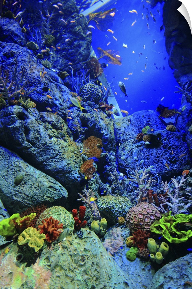 Reef Scene, Singapore