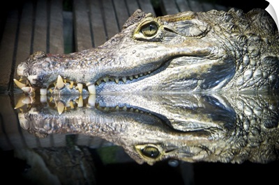 Reflection of a crocodile in water