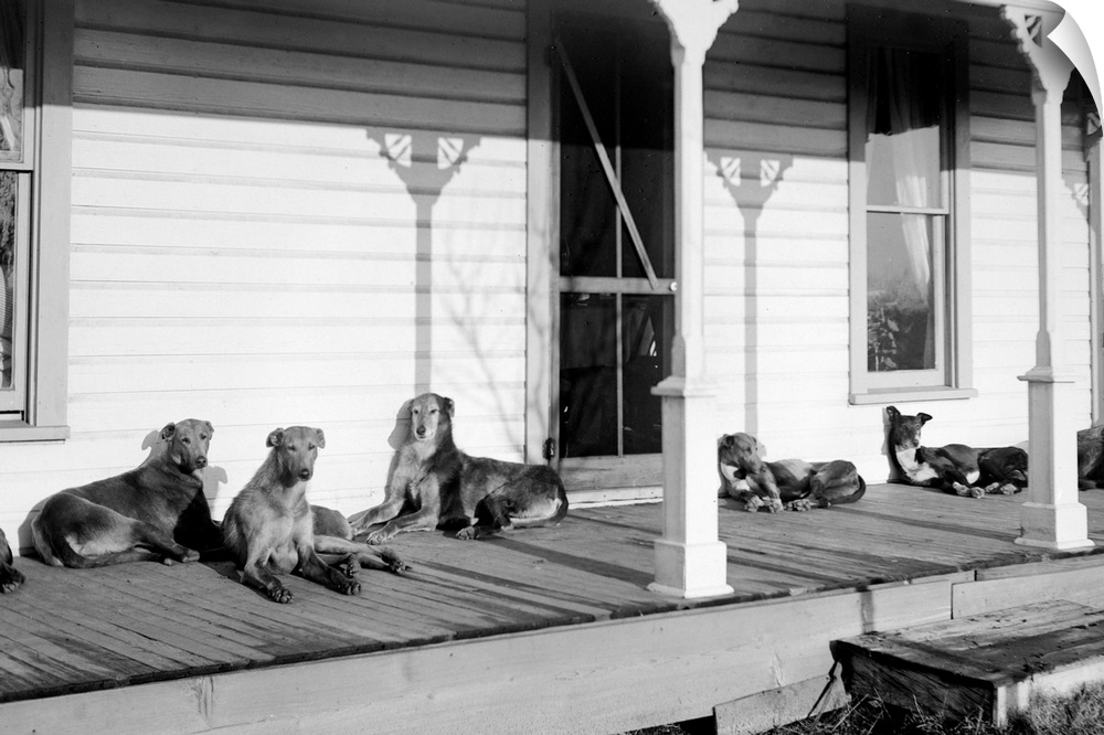 A group of seven mixed breed dogs take over a wooden porch to relax in the sunshine.