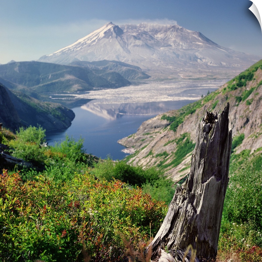 Remains of tree contrast against new plant life with Mt. St. Helens in background, Washington.