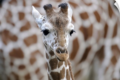 Reticulated giraffe calf, Giraffa camelopardalis reticulata