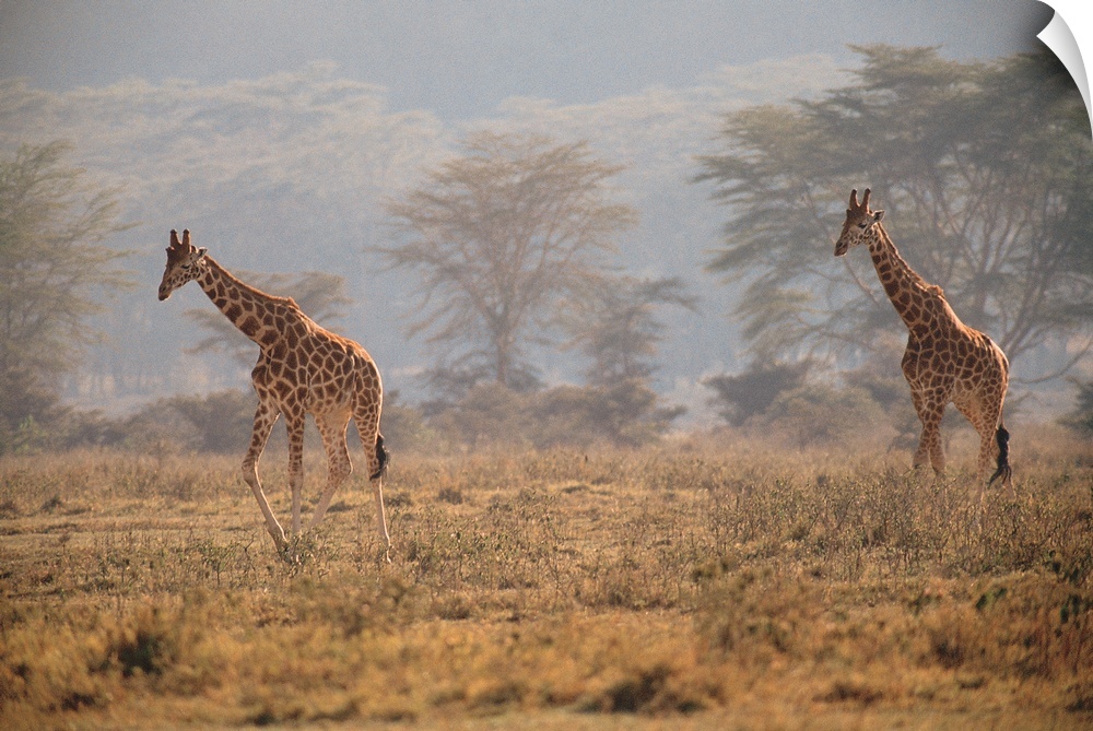 Reticulated giraffes , Nakuru National Park , Kenya , Africa