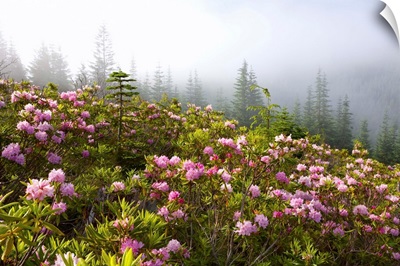 Rhododendron Bushes And Morning Fog Along Lolo Pass