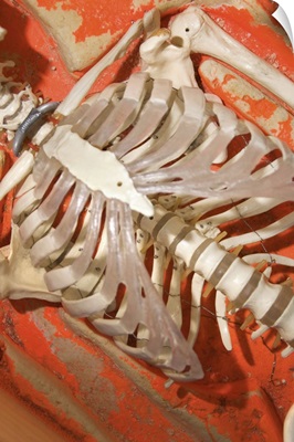 Rib cage of human skeleton