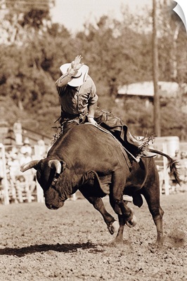 Rider about to fall off bucking bull