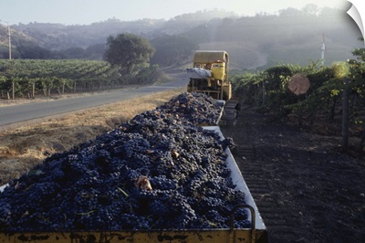Ripe grapes in wagons, Napa Valley, California, USA