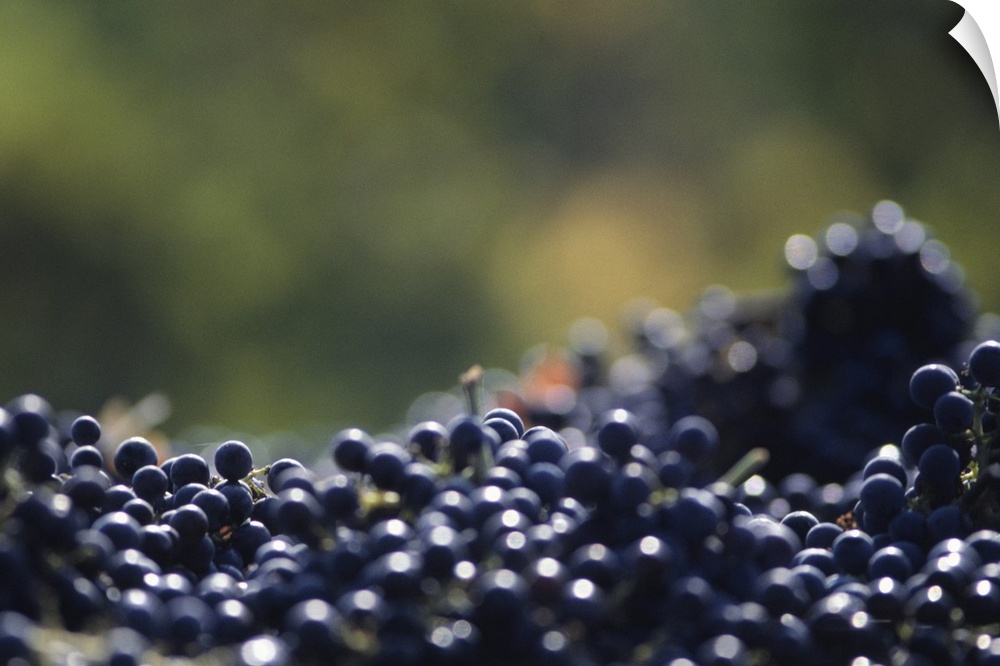 Ripe grapes, Napa Valley, CA, USA, (Close-up)