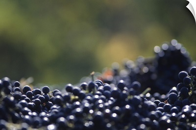 Ripe grapes, Napa Valley, CA, USA,