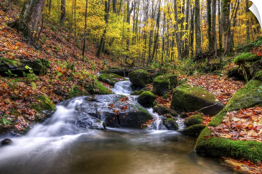 Beautiful stream cascades through forest in autumn, Roan Mountain.