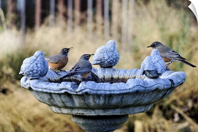 Robins on birdbath.