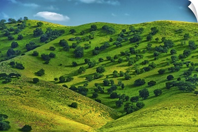 Rolling hills along the California coast turn a verdant green.